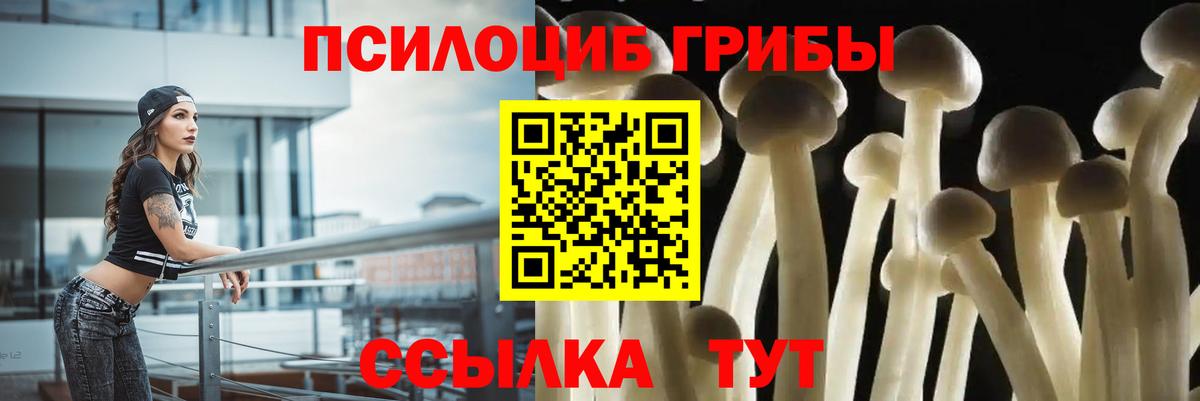 Псилоцибиновые грибы GOLDEN TEACHER  цены наркотик  Жуковский  Галлюциногенные грибы Psilocybe  Вход с VPN 